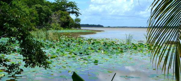 Biosfera de Calakmul