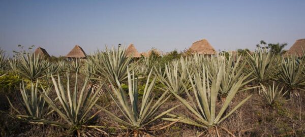 Hacienda Sotuta de Peon, Tecoh, Yucatan, Mexico.