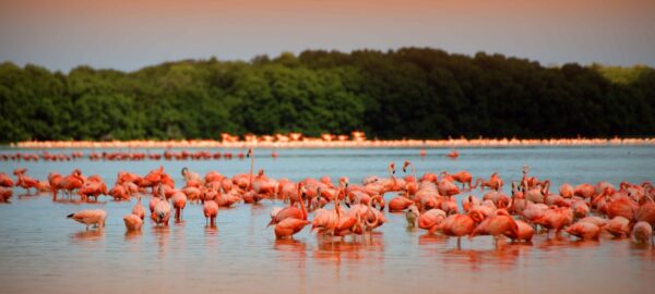 rio de los flamingos celestun yucatan