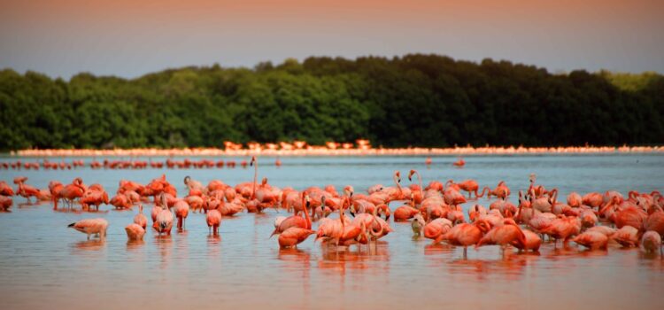 rio de los flamingos celestun yucatan
