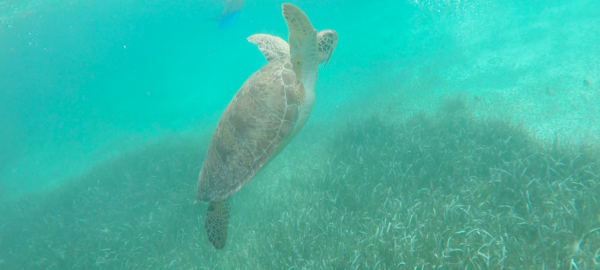 Snorkeling en Mahahual costa Maya