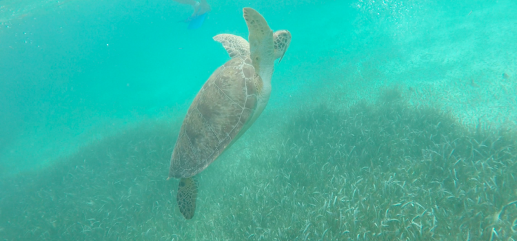 Snorkeling en Mahahual costa Maya