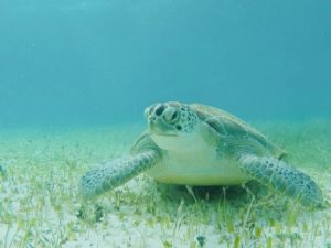 Snorkeling tour in Costa Maya Mahahual, 1 hour with disposable equipment included, turtles in Mahahual