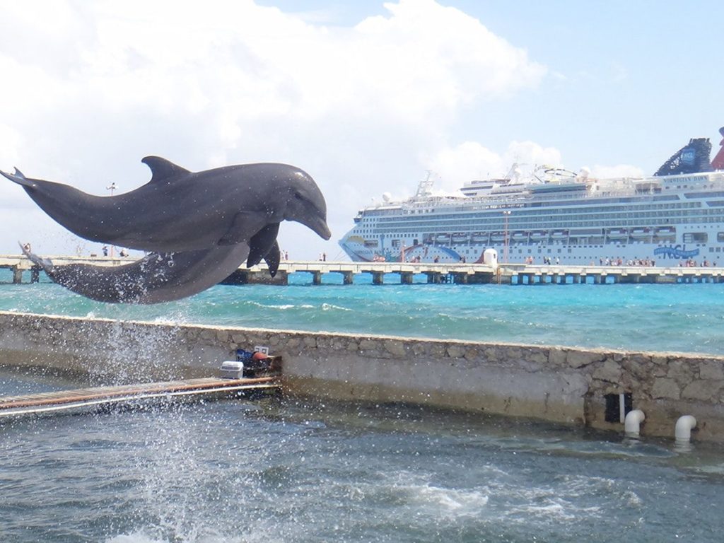 mahahual costa maya dolphinarium