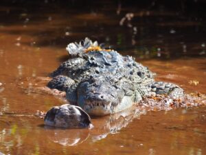 Chinchorro bank reserve crocodile
