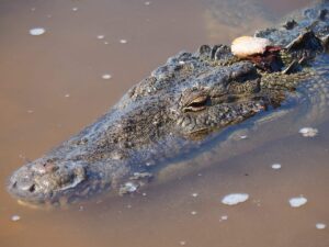 Crocodile bank protected reserve chinchorro