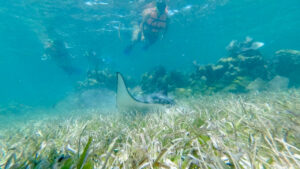 stingray in Costa Maya Mahahual, snorkeling tour