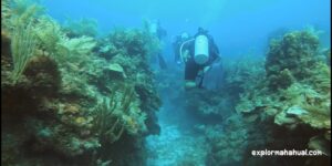 Diving in the reef of Mahahual Costa Maya